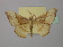  (Xenimpia spadiceata - BC ZSM Lep 43102)  @12 [ ] CreativeCommons - Attribution Non-Commercial Share-Alike (2010) Axel Hausmann/Bavarian State Collection of Zoology (ZSM) SNSB, Zoologische Staatssammlung Muenchen