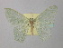  ( - BC ZSM Lep 43105)  @13 [ ] CreativeCommons - Attribution Non-Commercial Share-Alike (2010) Axel Hausmann/Bavarian State Collection of Zoology (ZSM) SNSB, Zoologische Staatssammlung Muenchen