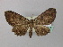  (Collix psephena - BC ZSM Lep 43114)  @12 [ ] CreativeCommons - Attribution Non-Commercial Share-Alike (2010) Axel Hausmann/Bavarian State Collection of Zoology (ZSM) SNSB, Zoologische Staatssammlung Muenchen