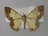  (Zamarada principis - BC ZSM Lep 43116)  @14 [ ] CreativeCommons - Attribution Non-Commercial Share-Alike (2010) Axel Hausmann/Bavarian State Collection of Zoology (ZSM) SNSB, Zoologische Staatssammlung Muenchen