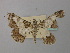  ( - BC ZSM Lep 43119)  @12 [ ] CreativeCommons - Attribution Non-Commercial Share-Alike (2010) Axel Hausmann/Bavarian State Collection of Zoology (ZSM) SNSB, Zoologische Staatssammlung Muenchen