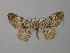  (Cleora AH03ST - BC ZSM Lep 43120)  @12 [ ] CreativeCommons - Attribution Non-Commercial Share-Alike (2010) Axel Hausmann/Bavarian State Collection of Zoology (ZSM) SNSB, Zoologische Staatssammlung Muenchen