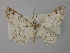  (Cleora AH04ST - BC ZSM Lep 43121)  @12 [ ] CreativeCommons - Attribution Non-Commercial Share-Alike (2010) Axel Hausmann/Bavarian State Collection of Zoology (ZSM) SNSB, Zoologische Staatssammlung Muenchen