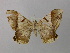  ( - BC ZSM Lep 43123)  @14 [ ] CreativeCommons - Attribution Non-Commercial Share-Alike (2010) Axel Hausmann/Bavarian State Collection of Zoology (ZSM) SNSB, Zoologische Staatssammlung Muenchen