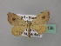  ( - BC ZSM Lep 43136)  @11 [ ] CreativeCommons - Attribution Non-Commercial Share-Alike (2010) Axel Hausmann/Bavarian State Collection of Zoology (ZSM) SNSB, Zoologische Staatssammlung Muenchen
