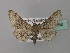  ( - BC ZSM Lep 43168)  @11 [ ] CreativeCommons - Attribution Non-Commercial Share-Alike (2010) Axel Hausmann/Bavarian State Collection of Zoology (ZSM) SNSB, Zoologische Staatssammlung Muenchen