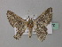  (Mictoschema tuckeri - BC ZSM Lep 43170)  @13 [ ] CreativeCommons - Attribution Non-Commercial Share-Alike (2010) Axel Hausmann/Bavarian State Collection of Zoology (ZSM) SNSB, Zoologische Staatssammlung Muenchen