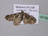  ( - BC ZSM Lep 43182)  @12 [ ] CreativeCommons - Attribution Non-Commercial Share-Alike (2010) Axel Hausmann/Bavarian State Collection of Zoology (ZSM) SNSB, Zoologische Staatssammlung Muenchen
