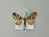  (Eupithecia dilucidaAH01 - BC ZSM Lep 43182)  @13 [ ] CreativeCommons - Attribution Non-Commercial Share-Alike (2012) Axel Hausmann/Bavarian State Collection of Zoology (ZSM) SNSB, Zoologische Staatssammlung Muenchen