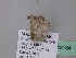  ( - BC ZSM Lep 43184)  @12 [ ] CreativeCommons - Attribution Non-Commercial Share-Alike (2010) Axel Hausmann/Bavarian State Collection of Zoology (ZSM) SNSB, Zoologische Staatssammlung Muenchen