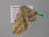  ( - BC ZSM Lep 43188)  @12 [ ] CreativeCommons - Attribution Non-Commercial Share-Alike (2010) Axel Hausmann/Bavarian State Collection of Zoology (ZSM) SNSB, Zoologische Staatssammlung Muenchen