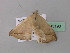  ( - BC ZSM Lep 43190)  @13 [ ] CreativeCommons - Attribution Non-Commercial Share-Alike (2010) Axel Hausmann/Bavarian State Collection of Zoology (ZSM) SNSB, Zoologische Staatssammlung Muenchen
