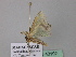  (Archichlora chariessaAH02Md - BC ZSM Lep 43192)  @12 [ ] CreativeCommons - Attribution Non-Commercial Share-Alike (2010) Axel Hausmann/Bavarian State Collection of Zoology (ZSM) SNSB, Zoologische Staatssammlung Muenchen