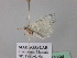  ( - BC ZSM Lep 43194)  @13 [ ] CreativeCommons - Attribution Non-Commercial Share-Alike (2010) Axel Hausmann/Bavarian State Collection of Zoology (ZSM) SNSB, Zoologische Staatssammlung Muenchen