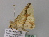  ( - BC ZSM Lep 43208)  @12 [ ] CreativeCommons - Attribution Non-Commercial Share-Alike (2010) Axel Hausmann/Bavarian State Collection of Zoology (ZSM) SNSB, Zoologische Staatssammlung Muenchen