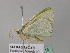  ( - BC ZSM Lep 43213)  @13 [ ] CreativeCommons - Attribution Non-Commercial Share-Alike (2010) Axel Hausmann/Bavarian State Collection of Zoology (ZSM) SNSB, Zoologische Staatssammlung Muenchen