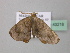  ( - BC ZSM Lep 43218)  @12 [ ] CreativeCommons - Attribution Non-Commercial Share-Alike (2010) Axel Hausmann/Bavarian State Collection of Zoology (ZSM) SNSB, Zoologische Staatssammlung Muenchen
