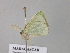  ( - BC ZSM Lep 43219)  @12 [ ] CreativeCommons - Attribution Non-Commercial Share-Alike (2010) Axel Hausmann/Bavarian State Collection of Zoology (ZSM) SNSB, Zoologische Staatssammlung Muenchen