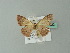  ( - BC ZSM Lep 43222)  @12 [ ] CreativeCommons - Attribution Non-Commercial Share-Alike (2012) Axel Hausmann/Bavarian State Collection of Zoology (ZSM) SNSB, Zoologische Staatssammlung Muenchen