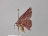  ( - BC ZSM Lep 43223)  @12 [ ] CreativeCommons - Attribution Non-Commercial Share-Alike (2010) Axel Hausmann/Bavarian State Collection of Zoology (ZSM) SNSB, Zoologische Staatssammlung Muenchen