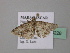  ( - BC ZSM Lep 43228)  @12 [ ] CreativeCommons - Attribution Non-Commercial Share-Alike (2010) Axel Hausmann/Bavarian State Collection of Zoology (ZSM) SNSB, Zoologische Staatssammlung Muenchen