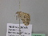  ( - BC ZSM Lep 43229)  @12 [ ] CreativeCommons - Attribution Non-Commercial Share-Alike (2010) Axel Hausmann/Bavarian State Collection of Zoology (ZSM) SNSB, Zoologische Staatssammlung Muenchen