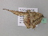  ( - BC ZSM Lep 43235)  @12 [ ] CreativeCommons - Attribution Non-Commercial Share-Alike (2010) Axel Hausmann/Bavarian State Collection of Zoology (ZSM) SNSB, Zoologische Staatssammlung Muenchen