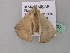  ( - BC ZSM Lep 43236)  @12 [ ] CreativeCommons - Attribution Non-Commercial Share-Alike (2010) Axel Hausmann/Bavarian State Collection of Zoology (ZSM) SNSB, Zoologische Staatssammlung Muenchen