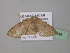  ( - BC ZSM Lep 43244)  @12 [ ] CreativeCommons - Attribution Non-Commercial Share-Alike (2010) Axel Hausmann/Bavarian State Collection of Zoology (ZSM) SNSB, Zoologische Staatssammlung Muenchen