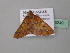  ( - BC ZSM Lep 43249)  @12 [ ] CreativeCommons - Attribution Non-Commercial Share-Alike (2010) Axel Hausmann/Bavarian State Collection of Zoology (ZSM) SNSB, Zoologische Staatssammlung Muenchen