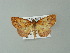  ( - BC ZSM Lep 43249)  @13 [ ] CreativeCommons - Attribution Non-Commercial Share-Alike (2012) Axel Hausmann/Bavarian State Collection of Zoology (ZSM) SNSB, Zoologische Staatssammlung Muenchen