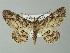  ( - BC ZSM Lep 43250)  @14 [ ] CreativeCommons - Attribution Non-Commercial Share-Alike (2012) Axel Hausmann/Bavarian State Collection of Zoology (ZSM) SNSB, Zoologische Staatssammlung Muenchen