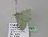  ( - BC ZSM Lep 43269)  @13 [ ] CreativeCommons - Attribution Non-Commercial Share-Alike (2010) Axel Hausmann/Bavarian State Collection of Zoology (ZSM) SNSB, Zoologische Staatssammlung Muenchen