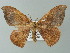  (Hypocoela AH02Md - BC ZSM Lep 43272)  @14 [ ] CreativeCommons - Attribution Non-Commercial Share-Alike (2012) Axel Hausmann/Bavarian State Collection of Zoology (ZSM) SNSB, Zoologische Staatssammlung Muenchen