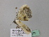  ( - BC ZSM Lep 43273)  @12 [ ] CreativeCommons - Attribution Non-Commercial Share-Alike (2010) Axel Hausmann/Bavarian State Collection of Zoology (ZSM) SNSB, Zoologische Staatssammlung Muenchen