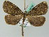 ( - BC ZSM Lep 44132)  @14 [ ] CreativeCommons - Attribution Non-Commercial Share-Alike (2010) Axel Hausmann/Bavarian State Collection of Zoology (ZSM) SNSB, Zoologische Staatssammlung Muenchen