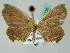  (Schidax servaria - BC ZSM Lep 44135)  @13 [ ] CreativeCommons - Attribution Non-Commercial Share-Alike (2010) Axel Hausmann/Bavarian State Collection of Zoology (ZSM) SNSB, Zoologische Staatssammlung Muenchen