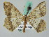  ( - BC ZSM Lep 44140)  @14 [ ] CreativeCommons - Attribution Non-Commercial Share-Alike (2010) Axel Hausmann/Bavarian State Collection of Zoology (ZSM) SNSB, Zoologische Staatssammlung Muenchen