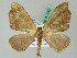  ( - BC ZSM Lep 44142)  @14 [ ] CreativeCommons - Attribution Non-Commercial Share-Alike (2010) Axel Hausmann/Bavarian State Collection of Zoology (ZSM) SNSB, Zoologische Staatssammlung Muenchen
