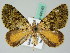  (Spargania AH01Br - BC ZSM Lep 44143)  @14 [ ] CreativeCommons - Attribution Non-Commercial Share-Alike (2010) Axel Hausmann/Bavarian State Collection of Zoology (ZSM) SNSB, Zoologische Staatssammlung Muenchen