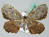  ( - BC ZSM Lep 44149)  @13 [ ] CreativeCommons - Attribution Non-Commercial Share-Alike (2010) Axel Hausmann/Bavarian State Collection of Zoology (ZSM) SNSB, Zoologische Staatssammlung Muenchen