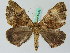  (Obila floccosaria - BC ZSM Lep 44152)  @15 [ ] CreativeCommons - Attribution Non-Commercial Share-Alike (2010) Axel Hausmann/Bavarian State Collection of Zoology (ZSM) SNSB, Zoologische Staatssammlung Muenchen