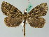  ( - BC ZSM Lep 44154)  @13 [ ] CreativeCommons - Attribution Non-Commercial Share-Alike (2010) Axel Hausmann/Bavarian State Collection of Zoology (ZSM) SNSB, Zoologische Staatssammlung Muenchen