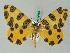  ( - BC ZSM Lep 44156)  @14 [ ] CreativeCommons - Attribution Non-Commercial Share-Alike (2010) Axel Hausmann/Bavarian State Collection of Zoology (ZSM) SNSB, Zoologische Staatssammlung Muenchen
