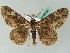  ( - BC ZSM Lep 44166)  @13 [ ] CreativeCommons - Attribution Non-Commercial Share-Alike (2010) Axel Hausmann/Bavarian State Collection of Zoology (ZSM) SNSB, Zoologische Staatssammlung Muenchen