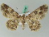  (Cleora occidens - BC ZSM Lep 44169)  @12 [ ] CreativeCommons - Attribution Non-Commercial Share-Alike (2010) Axel Hausmann/Bavarian State Collection of Zoology (ZSM) SNSB, Zoologische Staatssammlung Muenchen