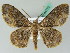  (Cleora subcincta - BC ZSM Lep 44170)  @14 [ ] CreativeCommons - Attribution Non-Commercial Share-Alike (2010) Axel Hausmann/Bavarian State Collection of Zoology (ZSM) SNSB, Zoologische Staatssammlung Muenchen