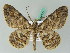  (Cleora lamottei - BC ZSM Lep 44171)  @14 [ ] CreativeCommons - Attribution Non-Commercial Share-Alike (2010) Axel Hausmann/Bavarian State Collection of Zoology (ZSM) SNSB, Zoologische Staatssammlung Muenchen