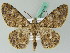  ( - BC ZSM Lep 44172)  @14 [ ] CreativeCommons - Attribution Non-Commercial Share-Alike (2010) Axel Hausmann/Bavarian State Collection of Zoology (ZSM) SNSB, Zoologische Staatssammlung Muenchen