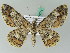  (Cleora lima - BC ZSM Lep 44174)  @13 [ ] CreativeCommons - Attribution Non-Commercial Share-Alike (2010) Axel Hausmann/Bavarian State Collection of Zoology (ZSM) SNSB, Zoologische Staatssammlung Muenchen